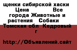 щенки сибирской хаски  › Цена ­ 10 000 - Все города Животные и растения » Собаки   . Томская обл.,Кедровый г.